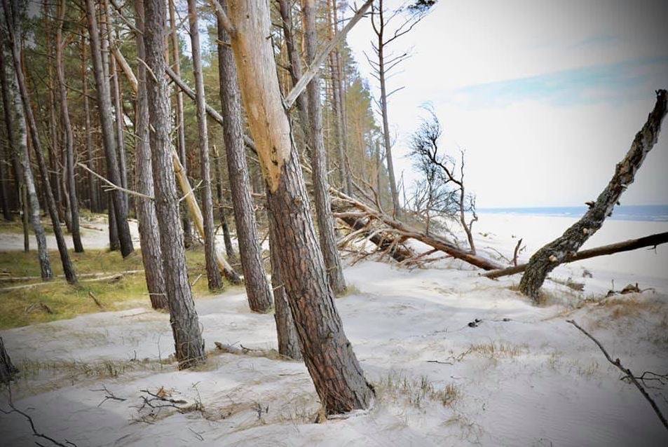 PLaża Ulinia - granica las / morze - źródło Materiały SEAUSASINO