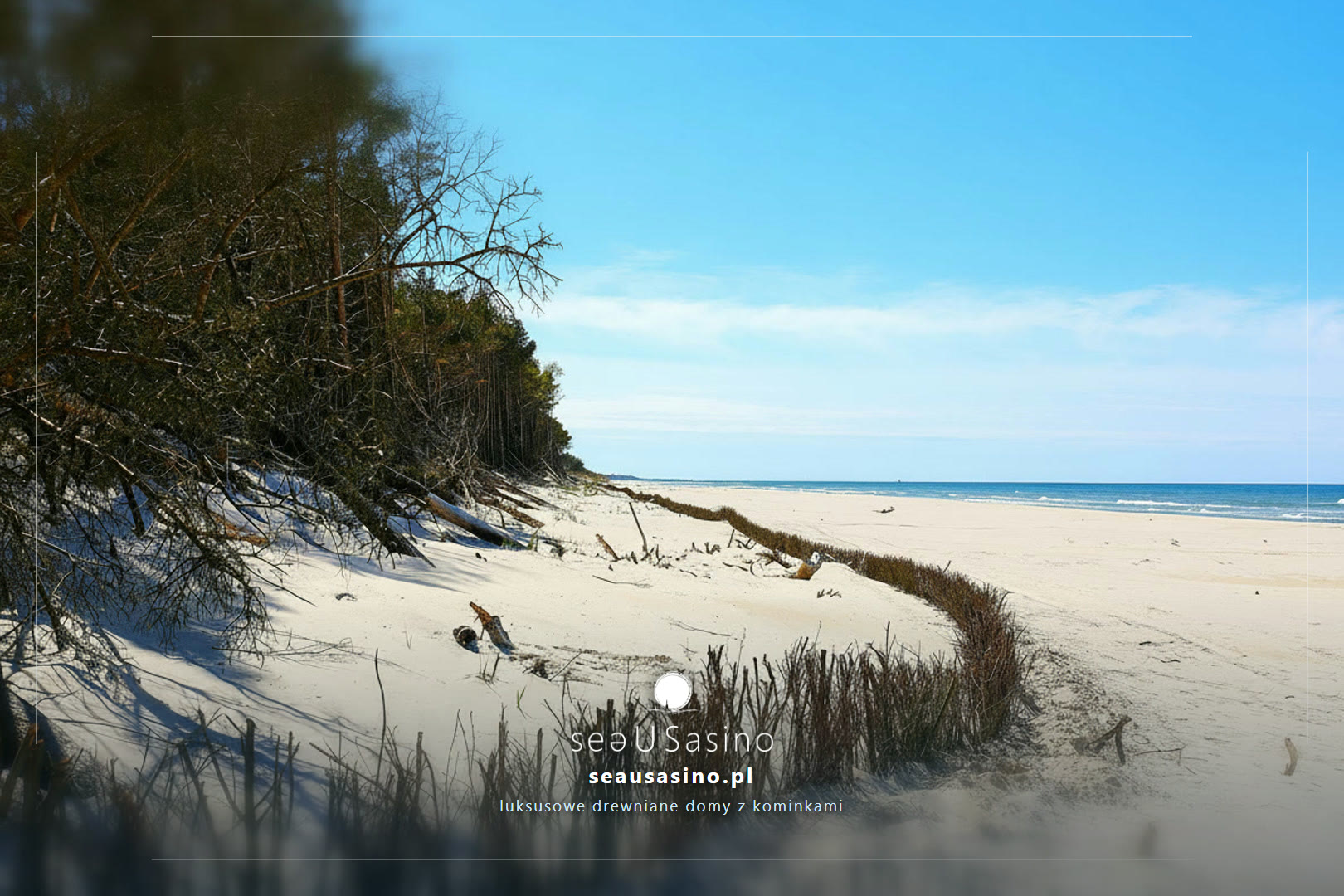 Uschnięte drzewo nad plażą i wydmami — Sasino, SeaUSasino